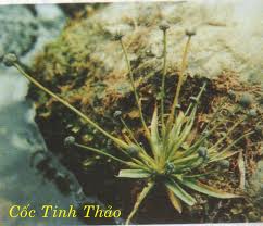 Các bài thuốc từ cỏ dùi trống